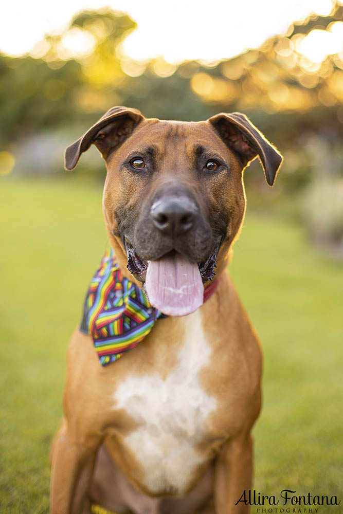 Dobby's photo session at Centennial Park