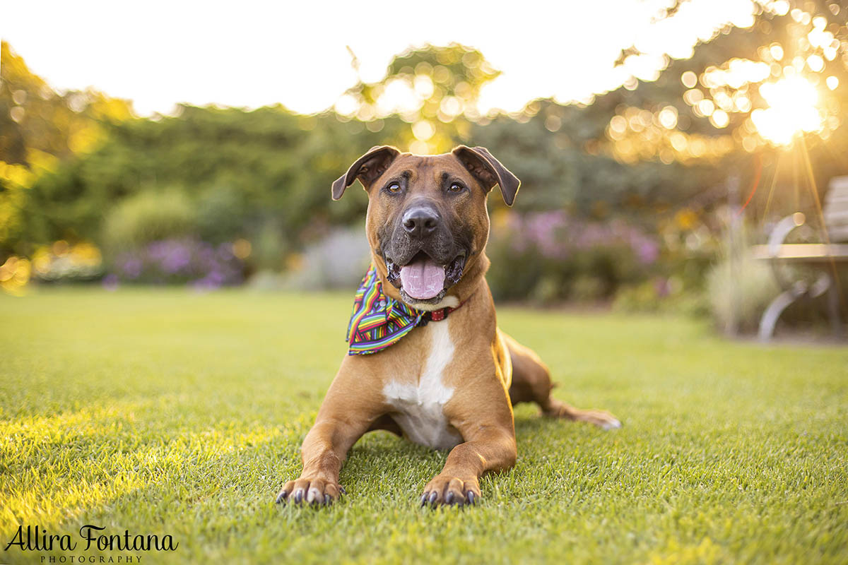 Dobby's photo session at Centennial Park