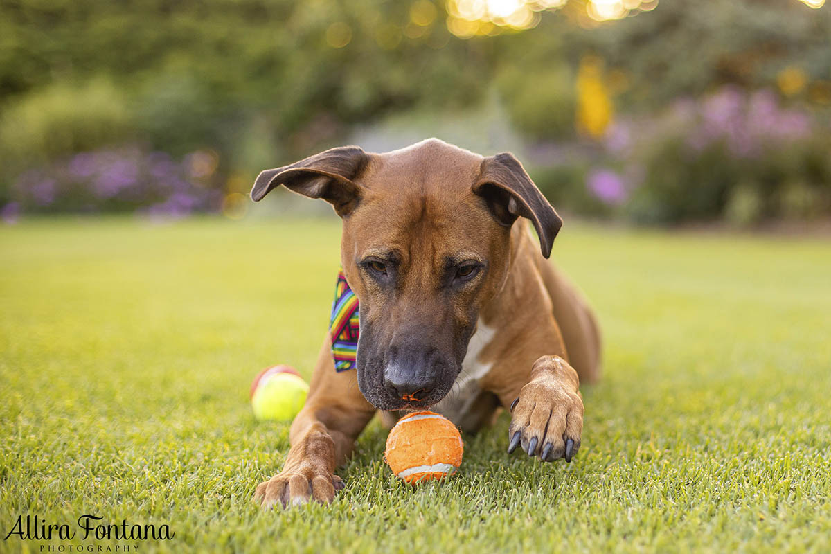 Dobby's photo session at Centennial Park