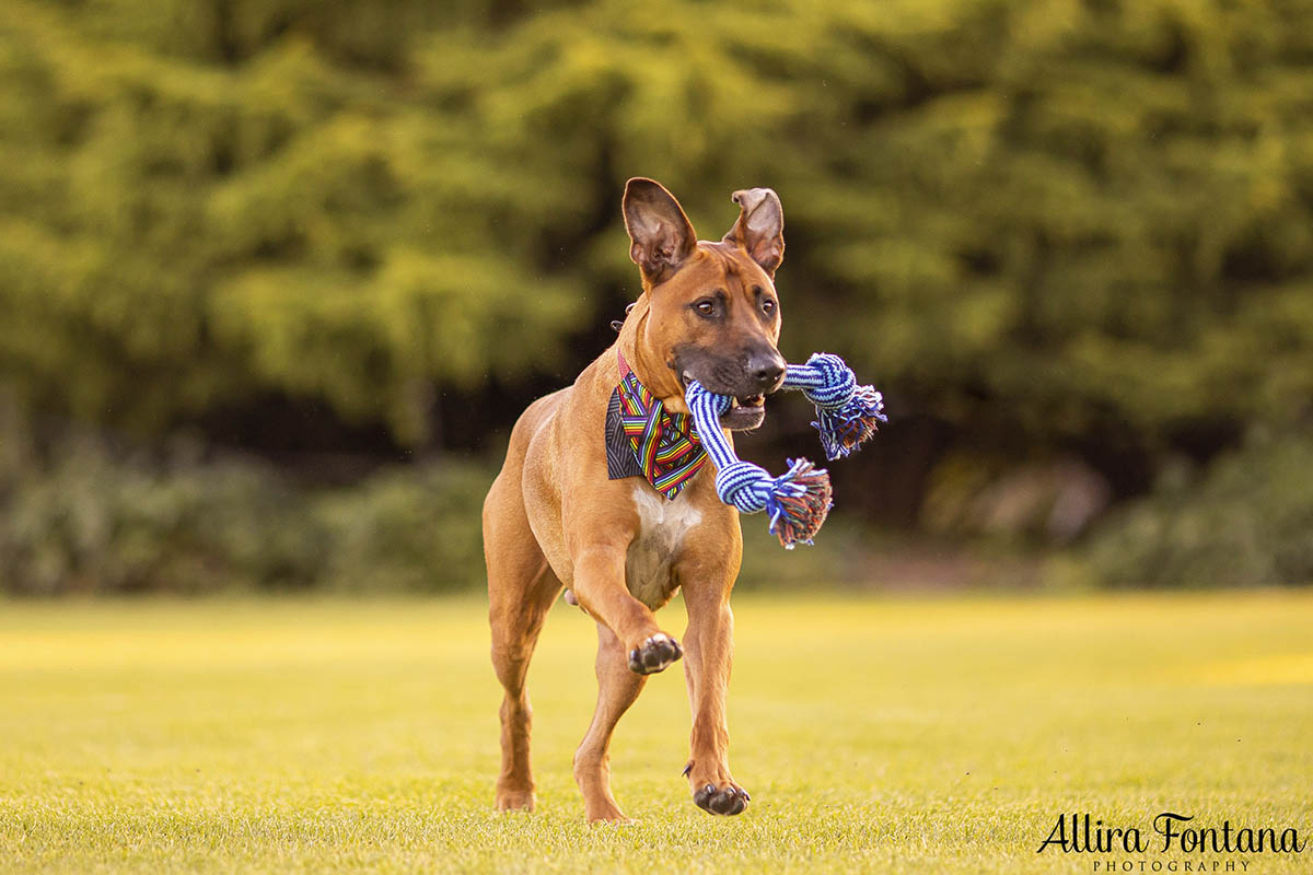 Dobby's photo session at Centennial Park