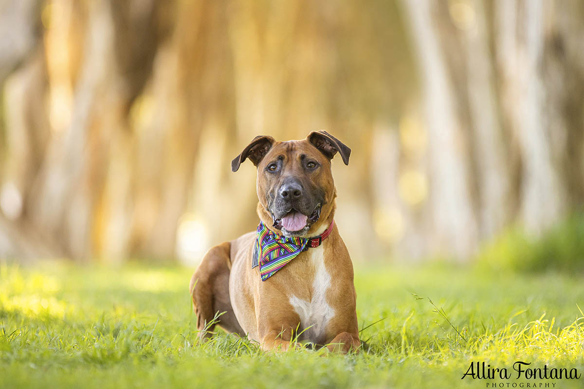 Dobby's photo session at Centennial Park