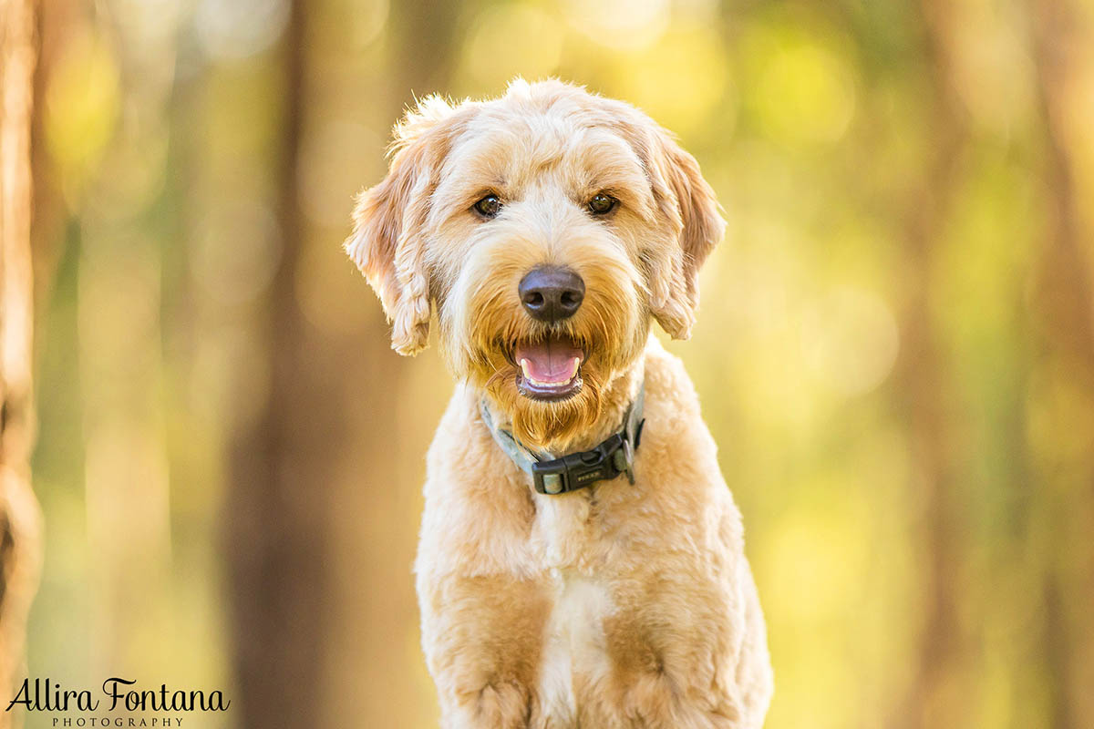 Atlas and Sparky's photo session at Rouse Hill Regional Park 