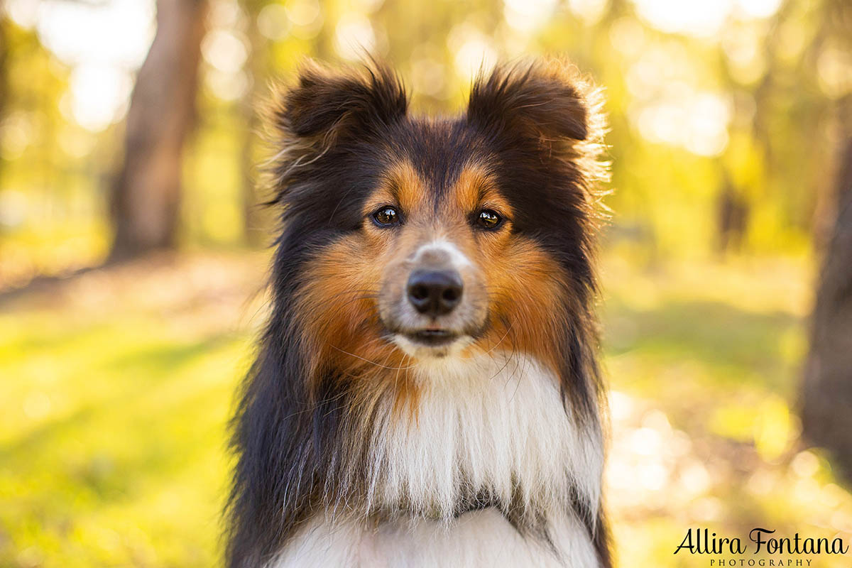 Atlas and Sparky's photo session at Rouse Hill Regional Park 