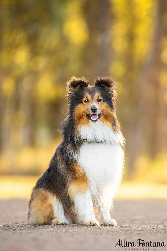 Atlas and Sparky's photo session at Rouse Hill Regional Park 