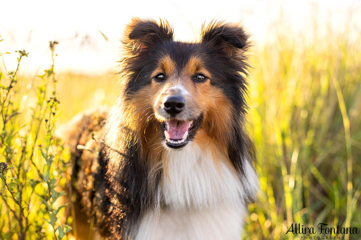 Atlas and Sparky's photo session at Rouse Hill Regional Park 