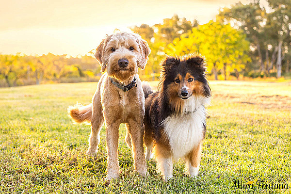 Atlas and Sparky's photo session at Rouse Hill Regional Park