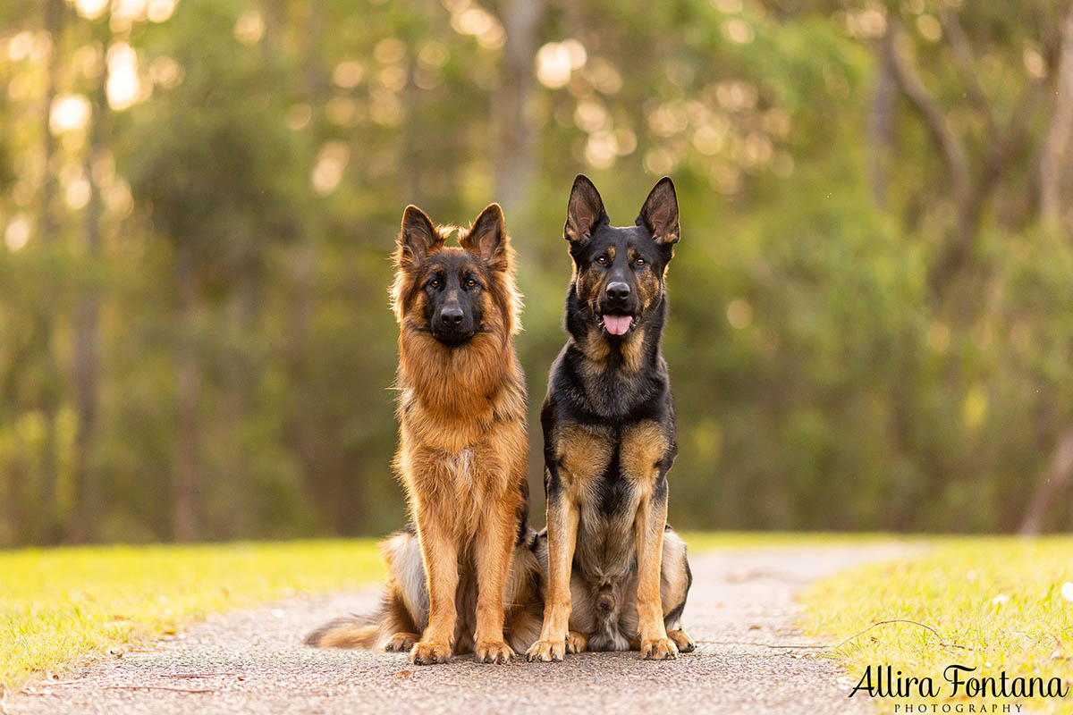 My 5 top tips for better pet photography 