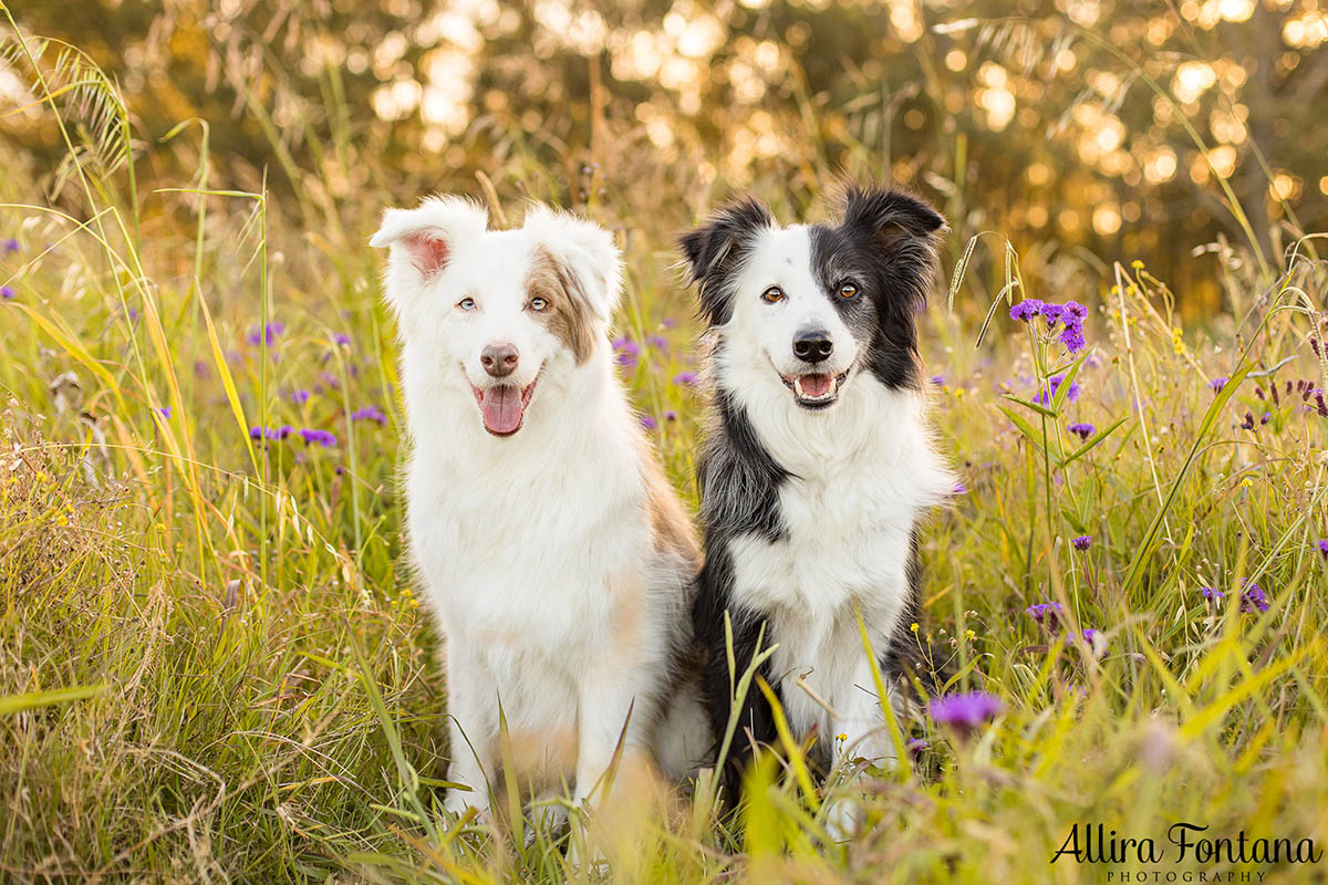 My 5 top tips for better pet photography 