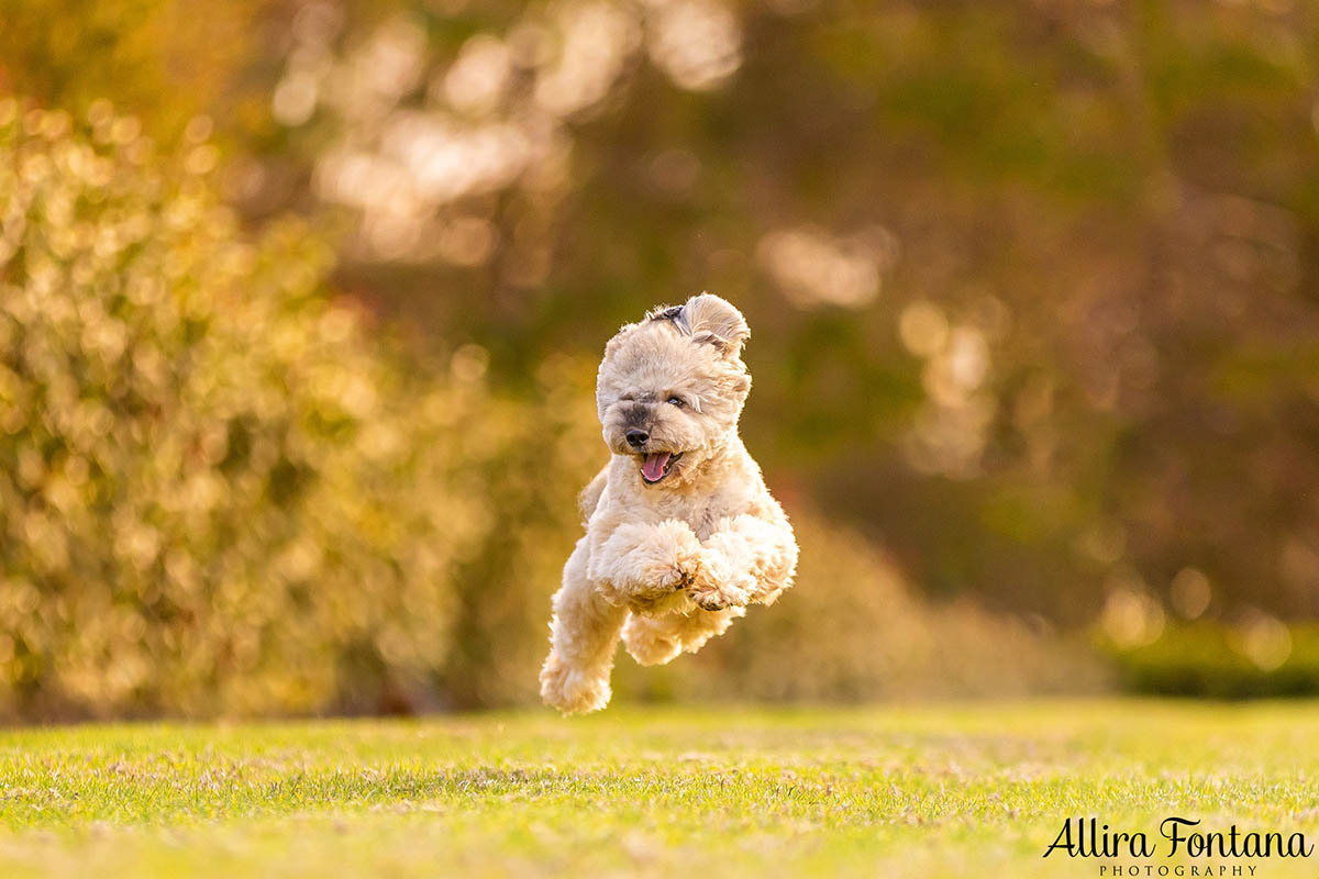 My 5 top tips for better pet photography 