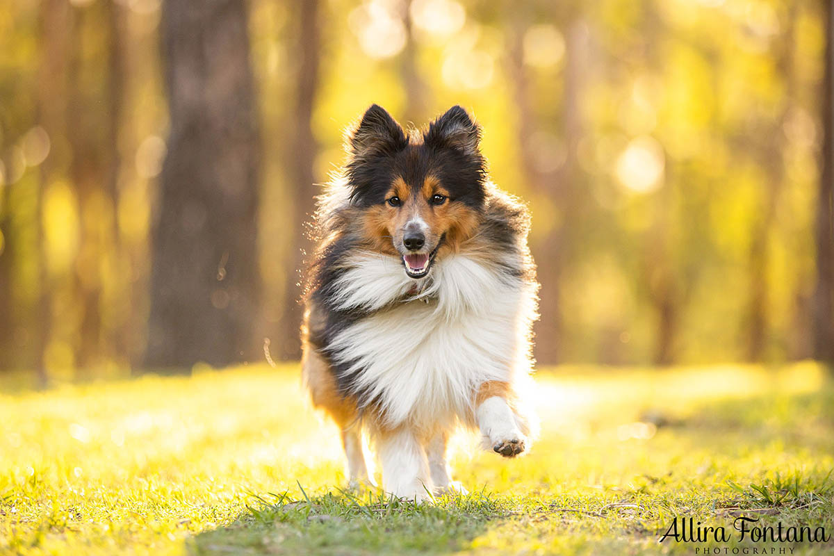 My 5 top tips for better pet photography 