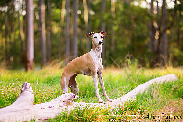 My 5 top tips for better pet photography