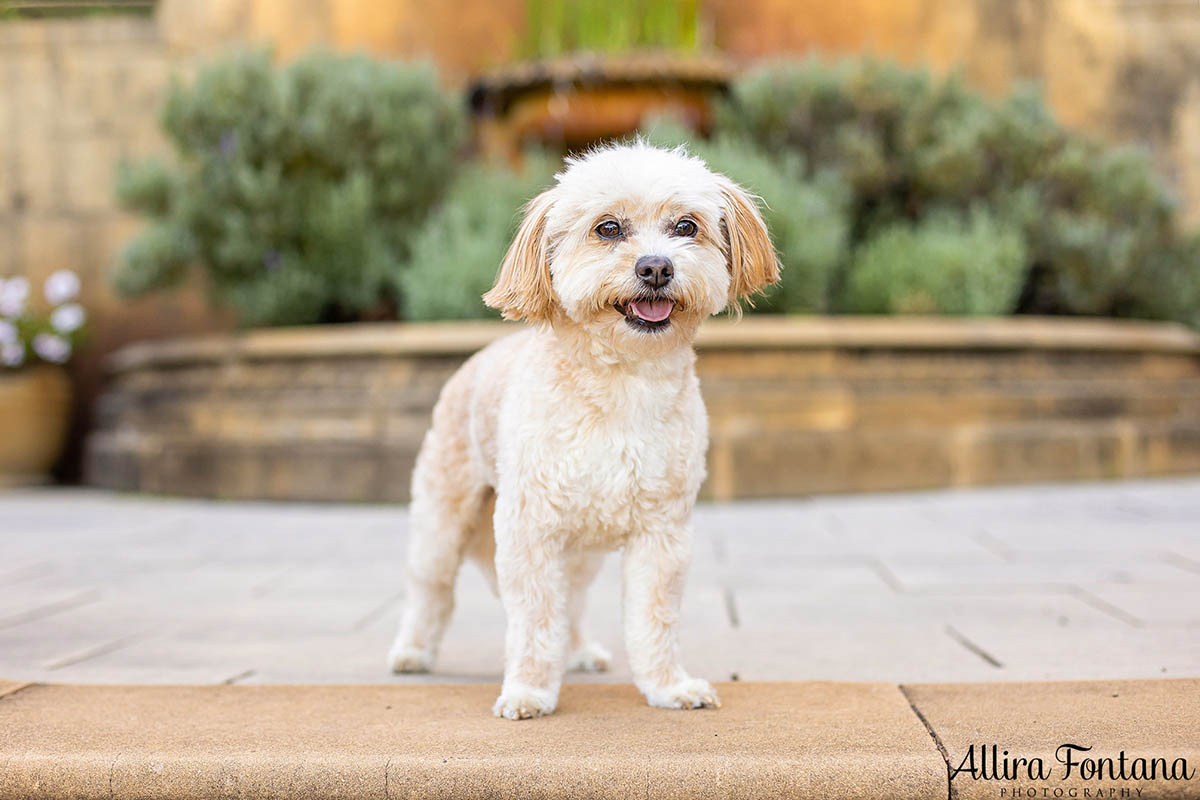 Leela and Ekard's photo session at Fagan Park