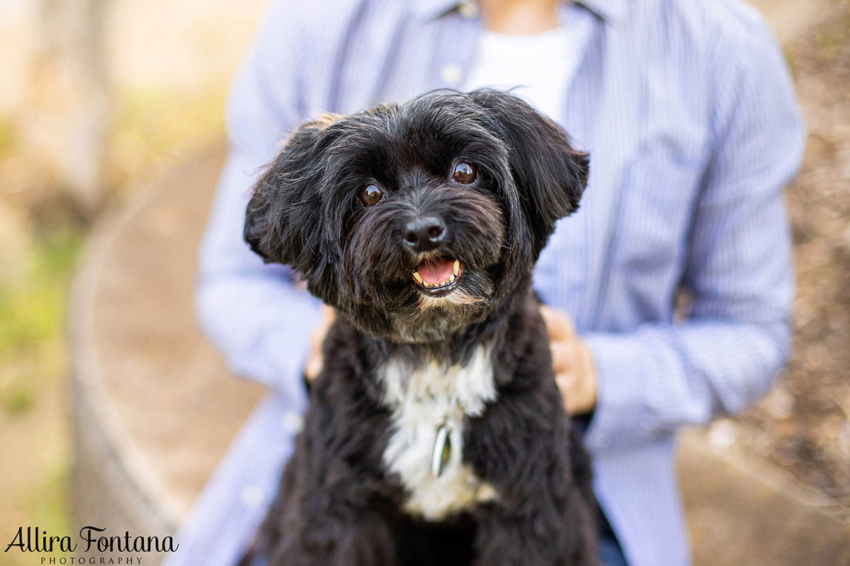 Ernie's photo session at the stunning Sydney Park 