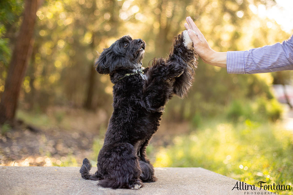 Ernie's photo session at the stunning Sydney Park 