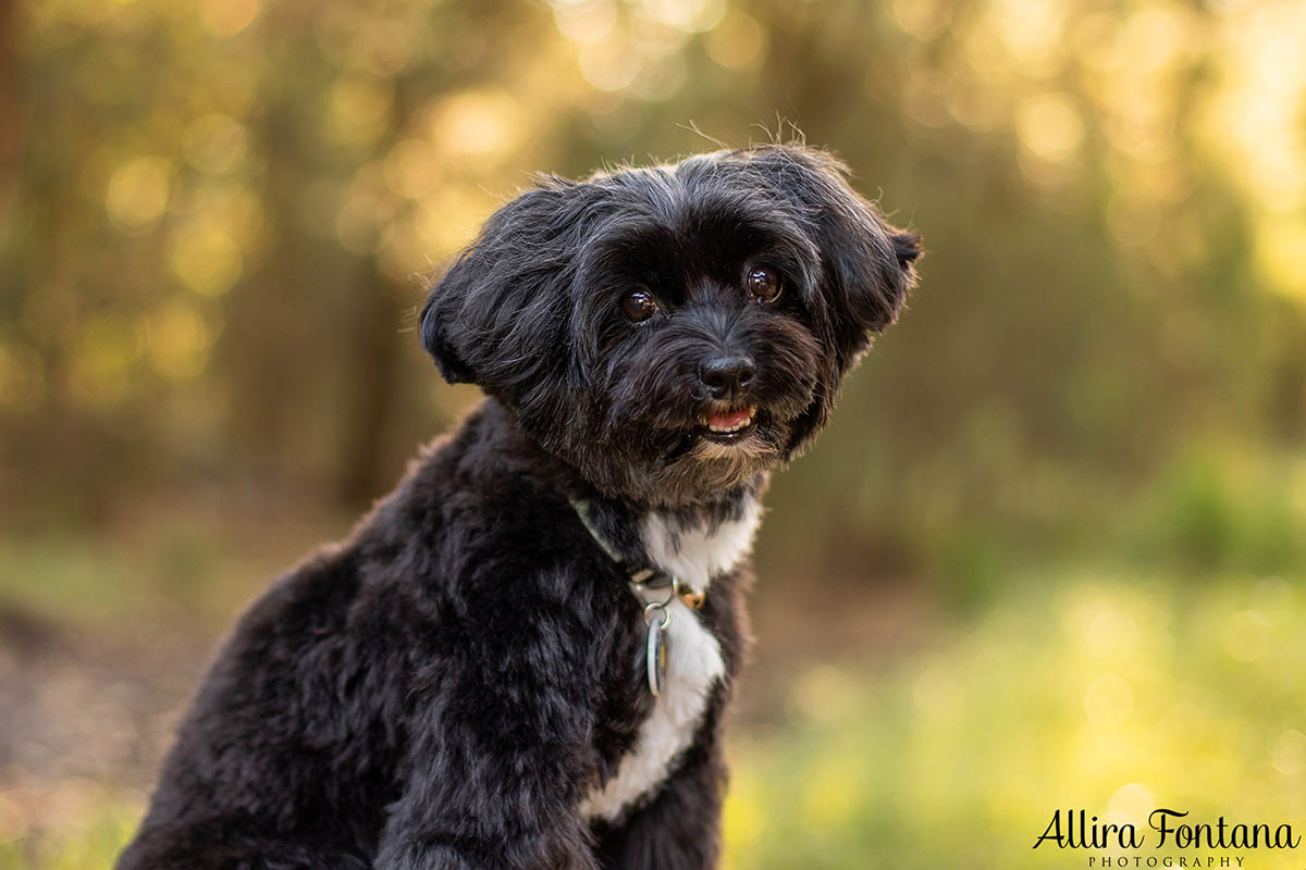 Ernie's photo session at the stunning Sydney Park 