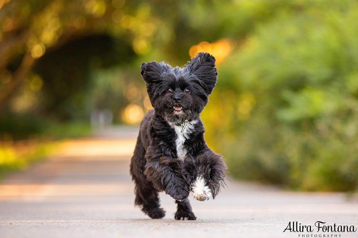 Ernie's photo session at the stunning Sydney Park 