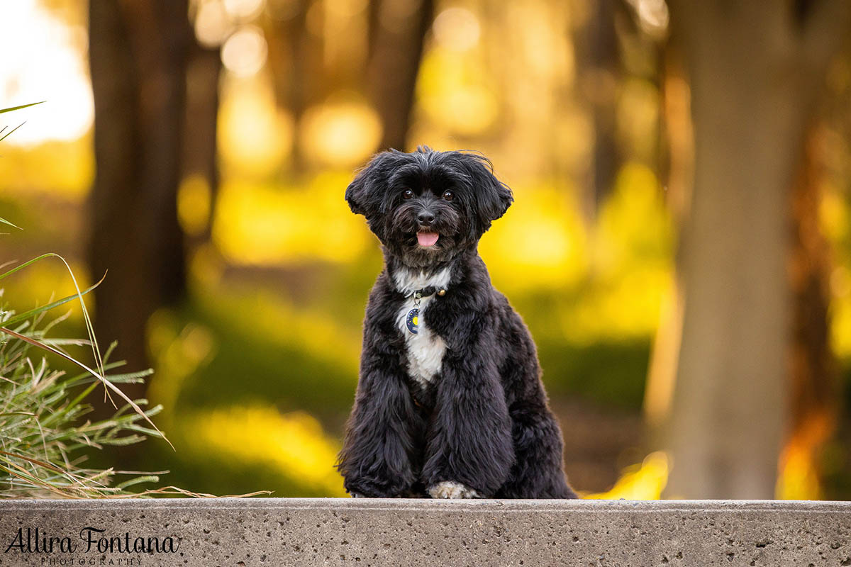 Ernie's photo session at the stunning Sydney Park 