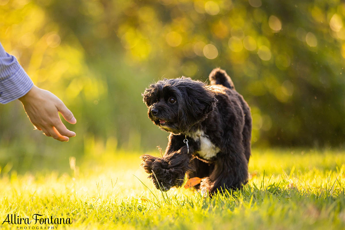 Ernie's photo session at the stunning Sydney Park 