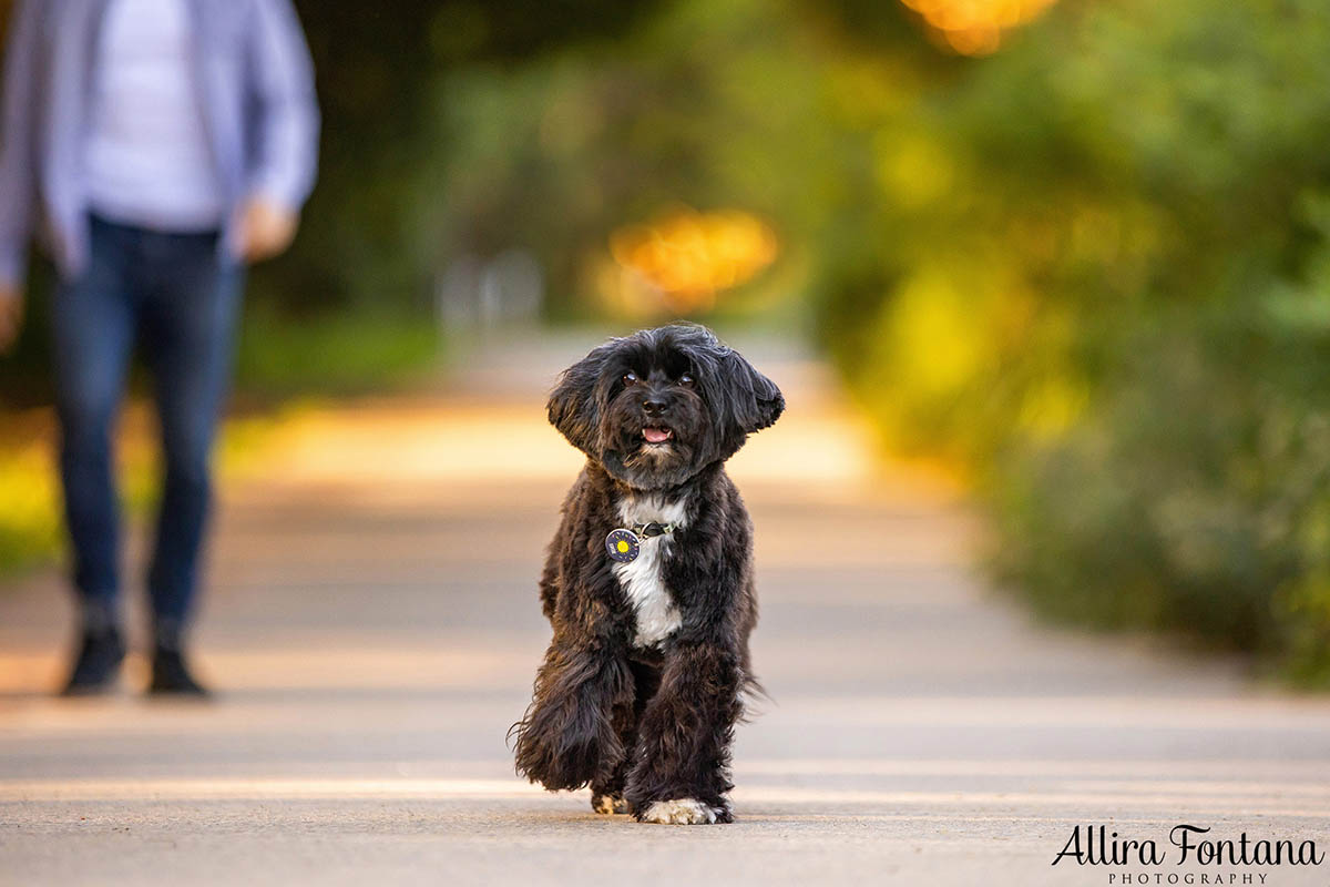 Ernie's photo session at the stunning Sydney Park 