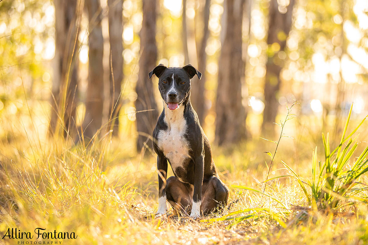 Pippa's photo session at Rouse Hill Regional Park
