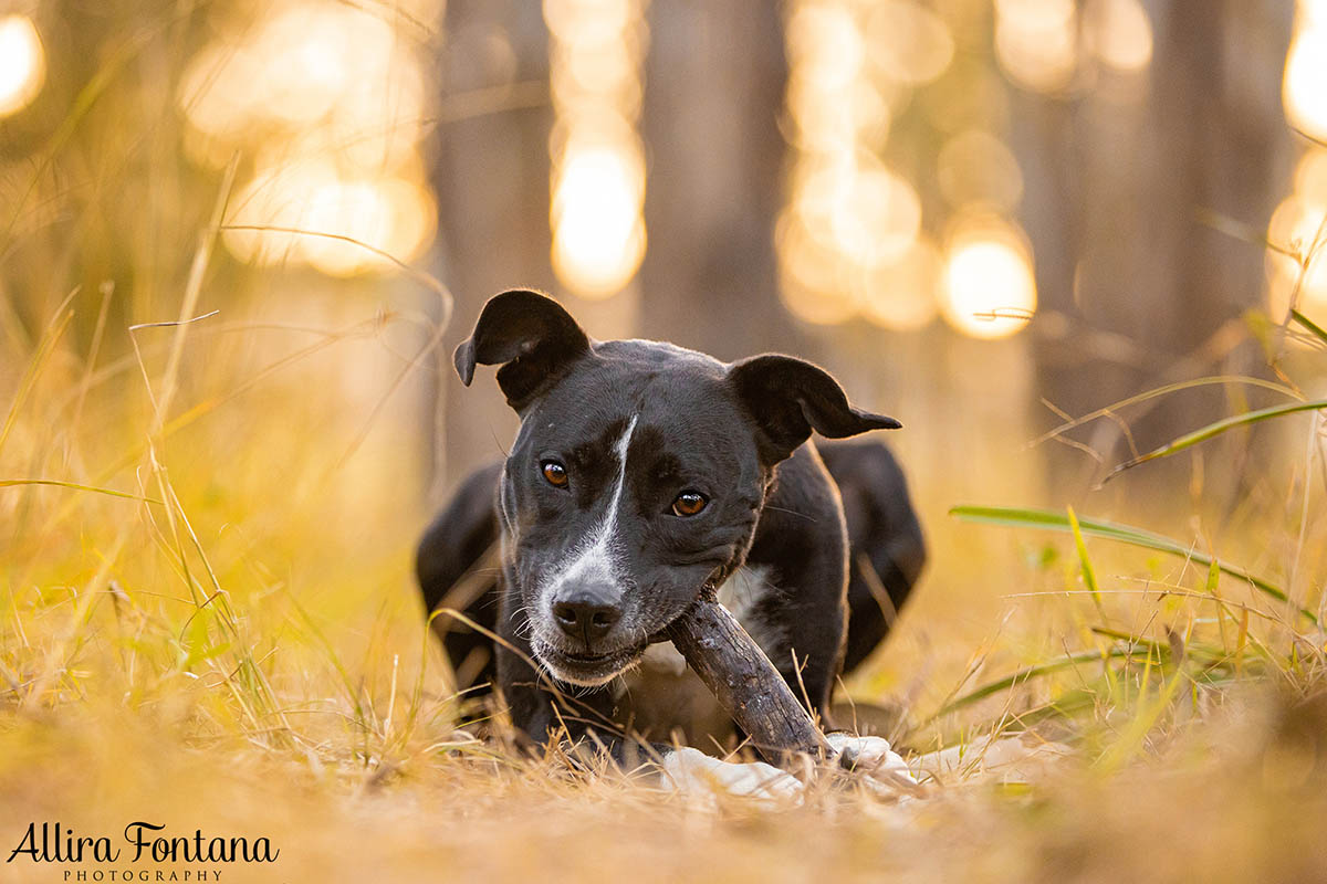 Pippa's photo session at Rouse Hill Regional Park