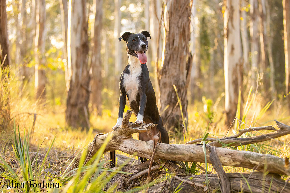 Pippa's photo session at Rouse Hill Regional Park