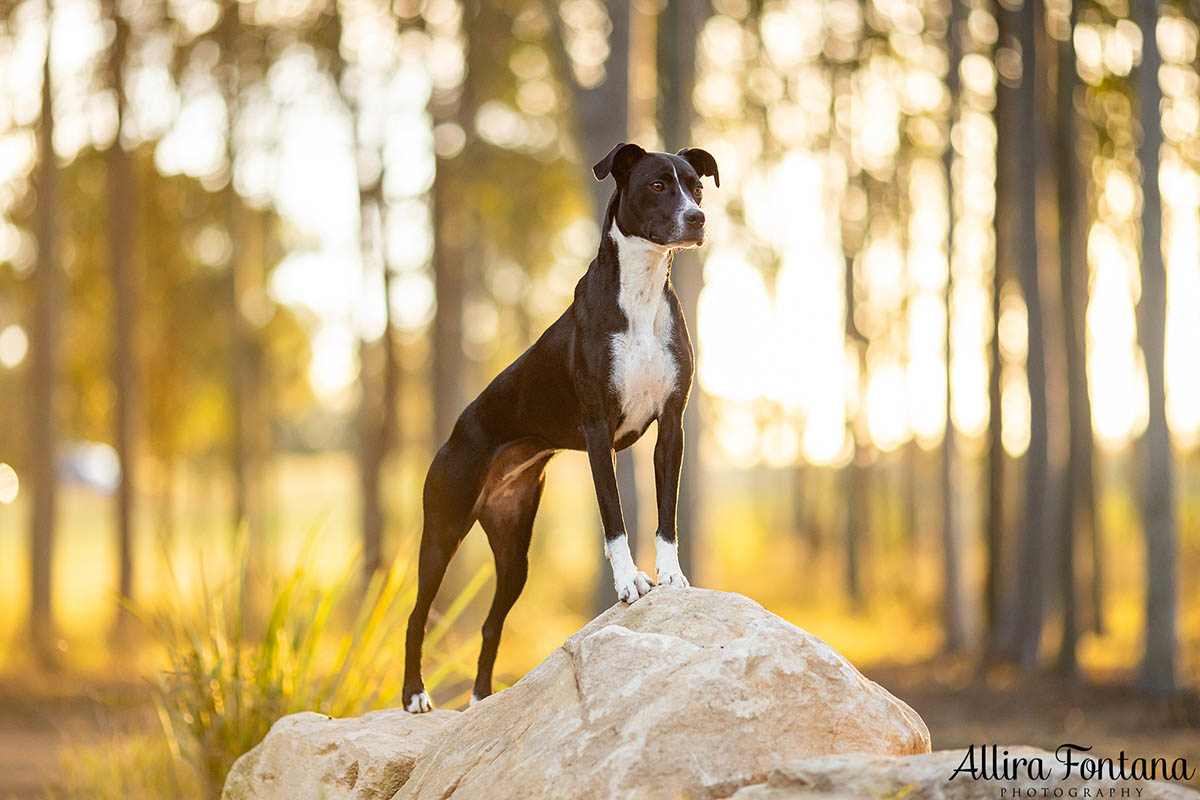 Pippa's photo session at Rouse Hill Regional Park