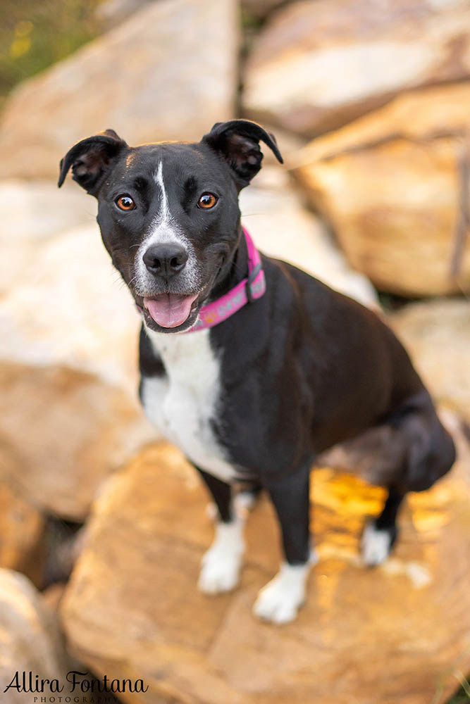Pippa's photo session at Rouse Hill Regional Park