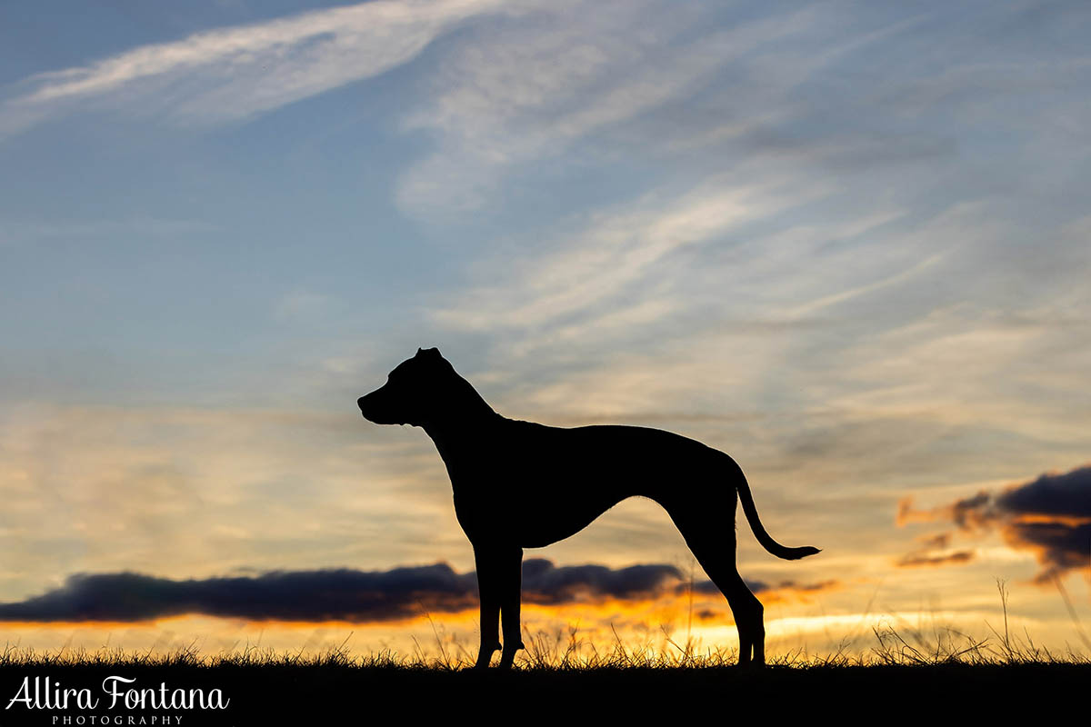 Pippa's photo session at Rouse Hill Regional Park