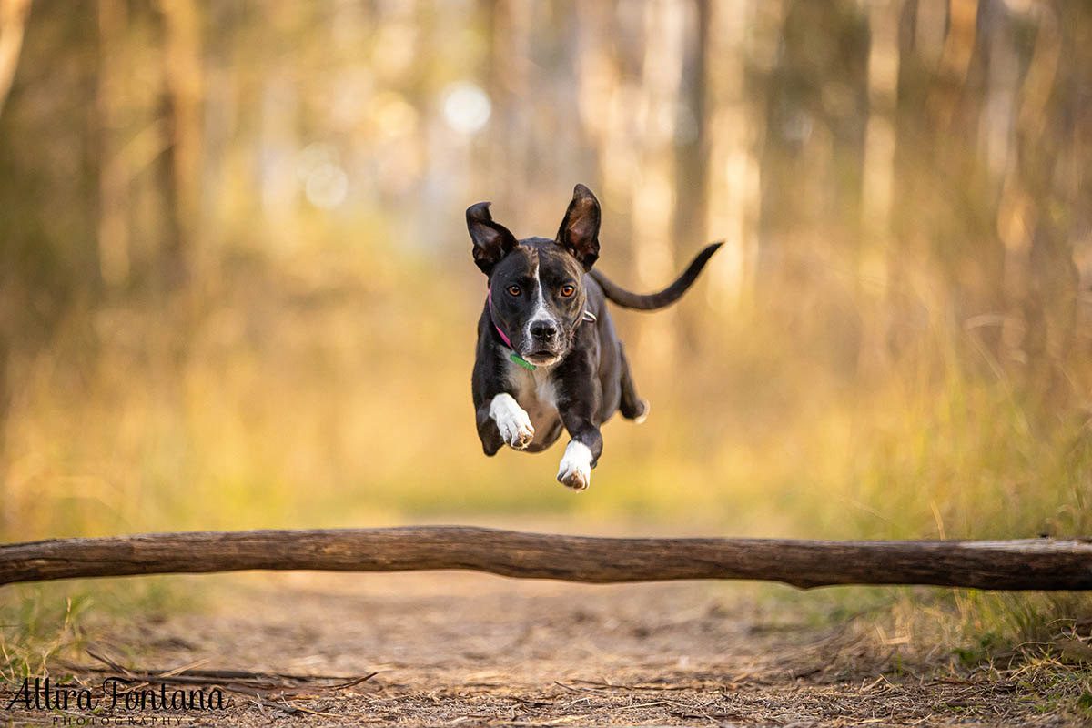 Pippa's photo session at Rouse Hill Regional Park