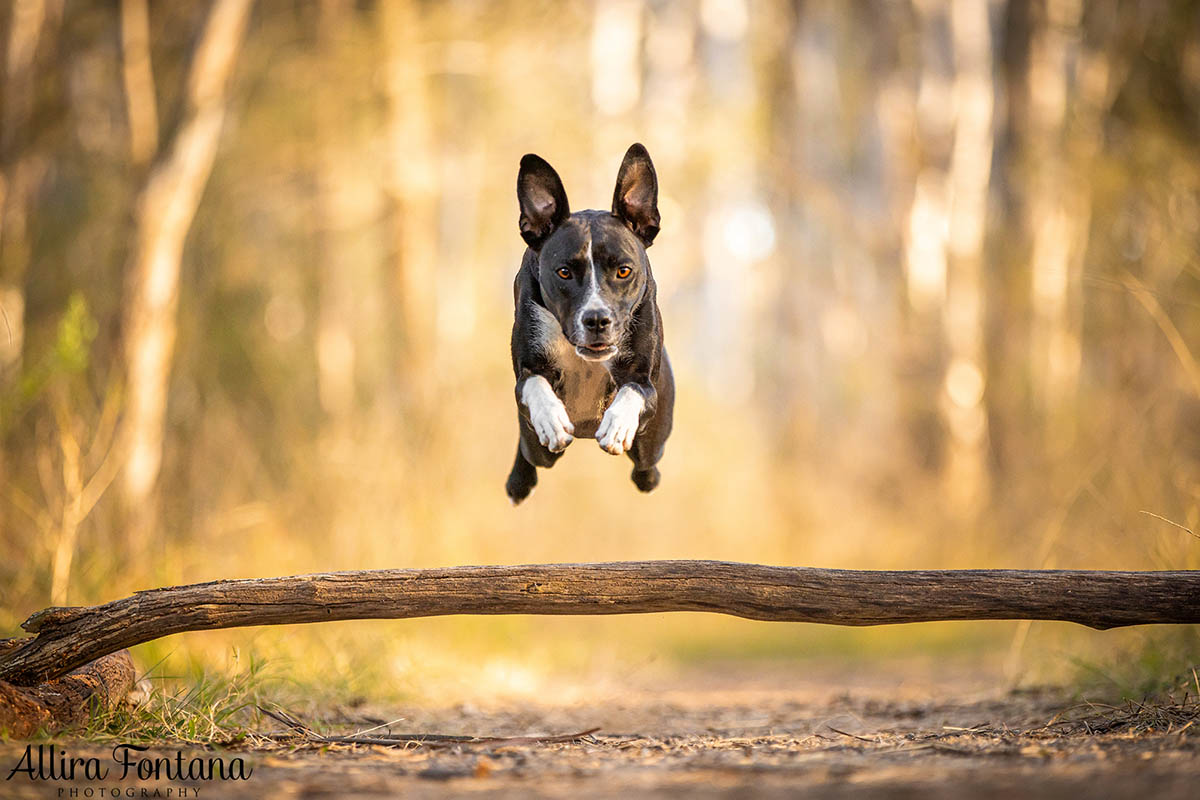 Pippa's photo session at Rouse Hill Regional Park