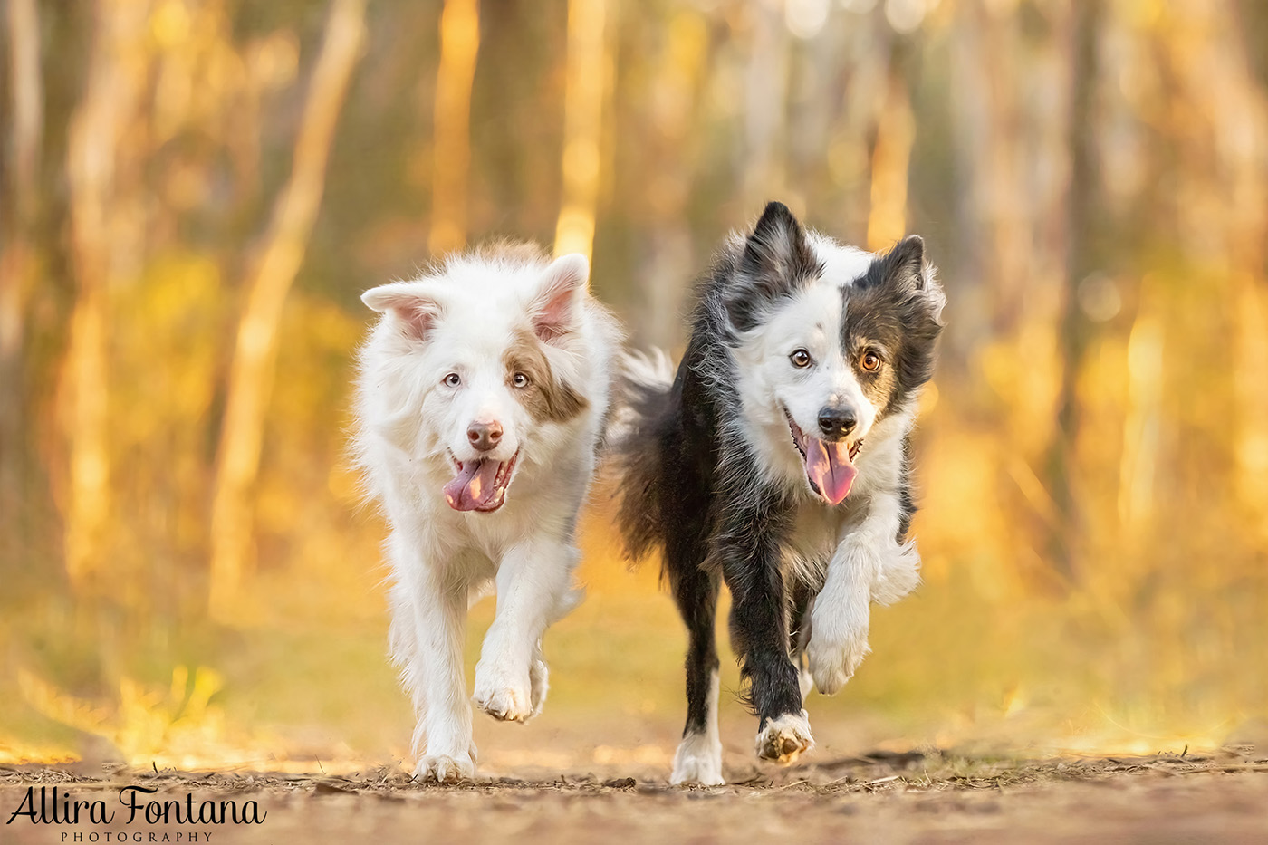 Maggie and Chase's photo session at Rouse Hill Regional Park 