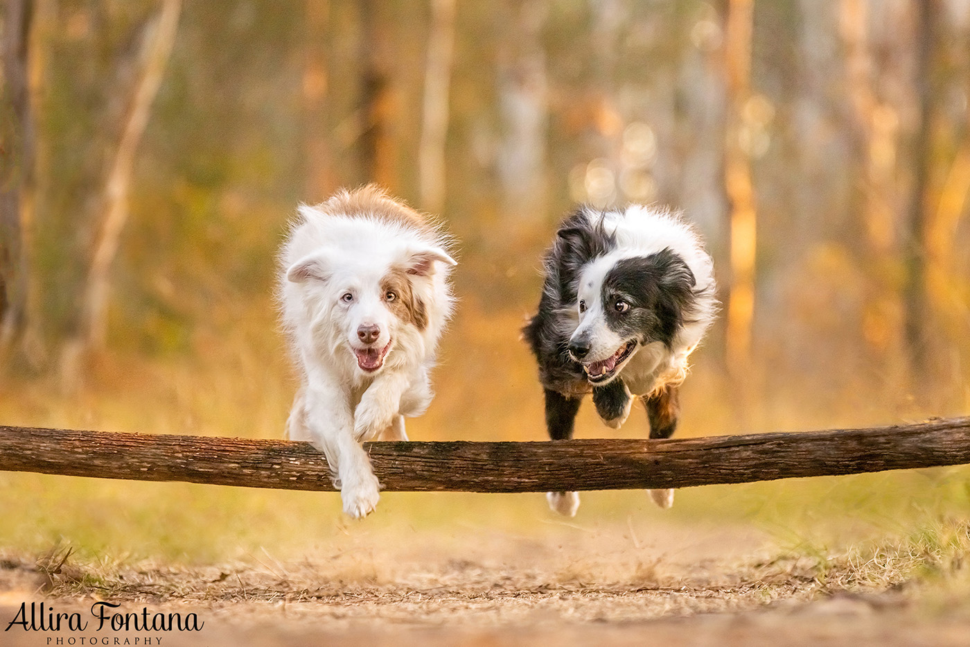 Maggie and Chase's photo session at Rouse Hill Regional Park 