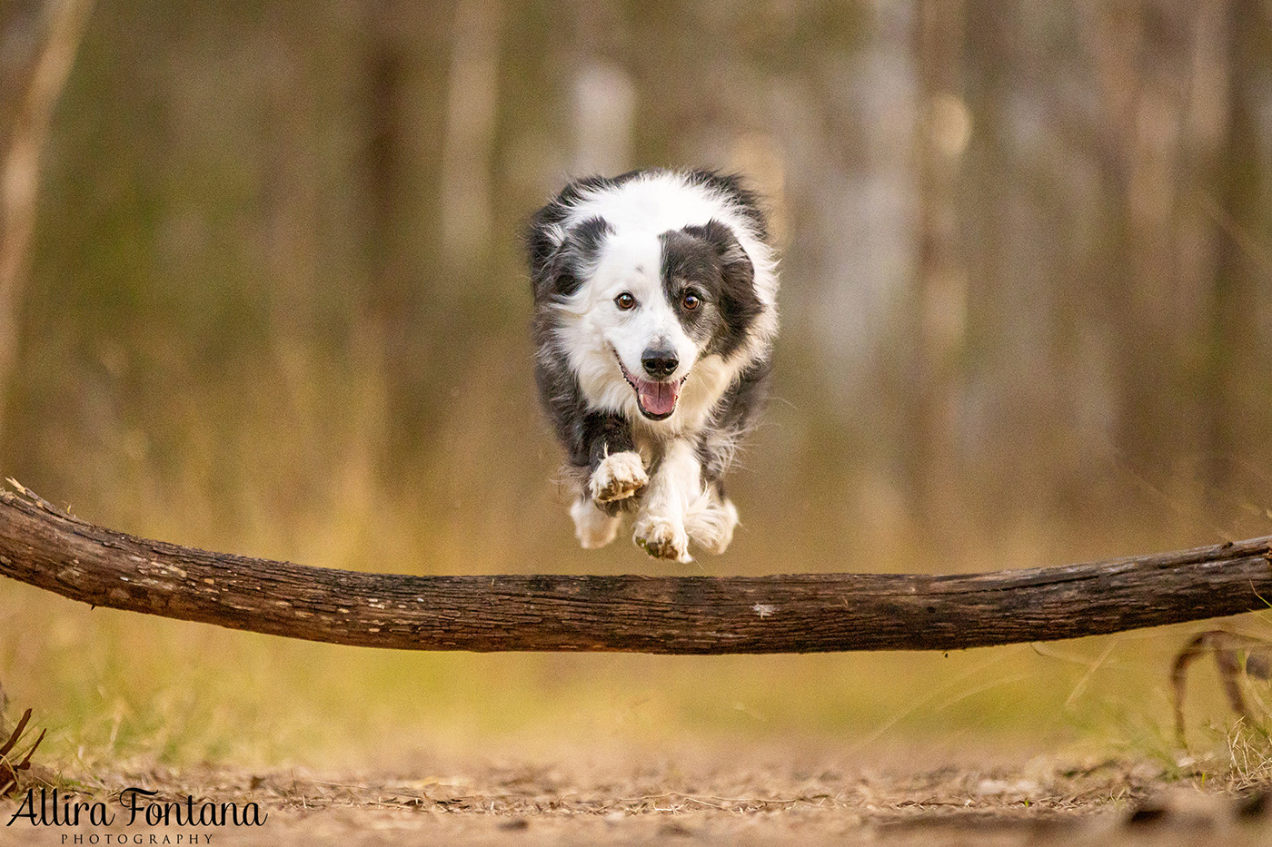 Maggie and Chase's photo session at Rouse Hill Regional Park 