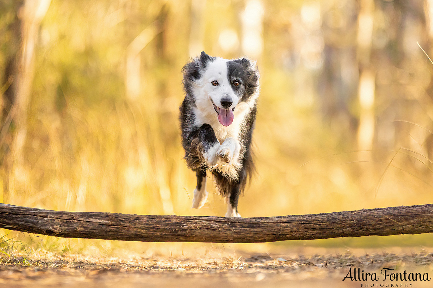 Maggie and Chase's photo session at Rouse Hill Regional Park 