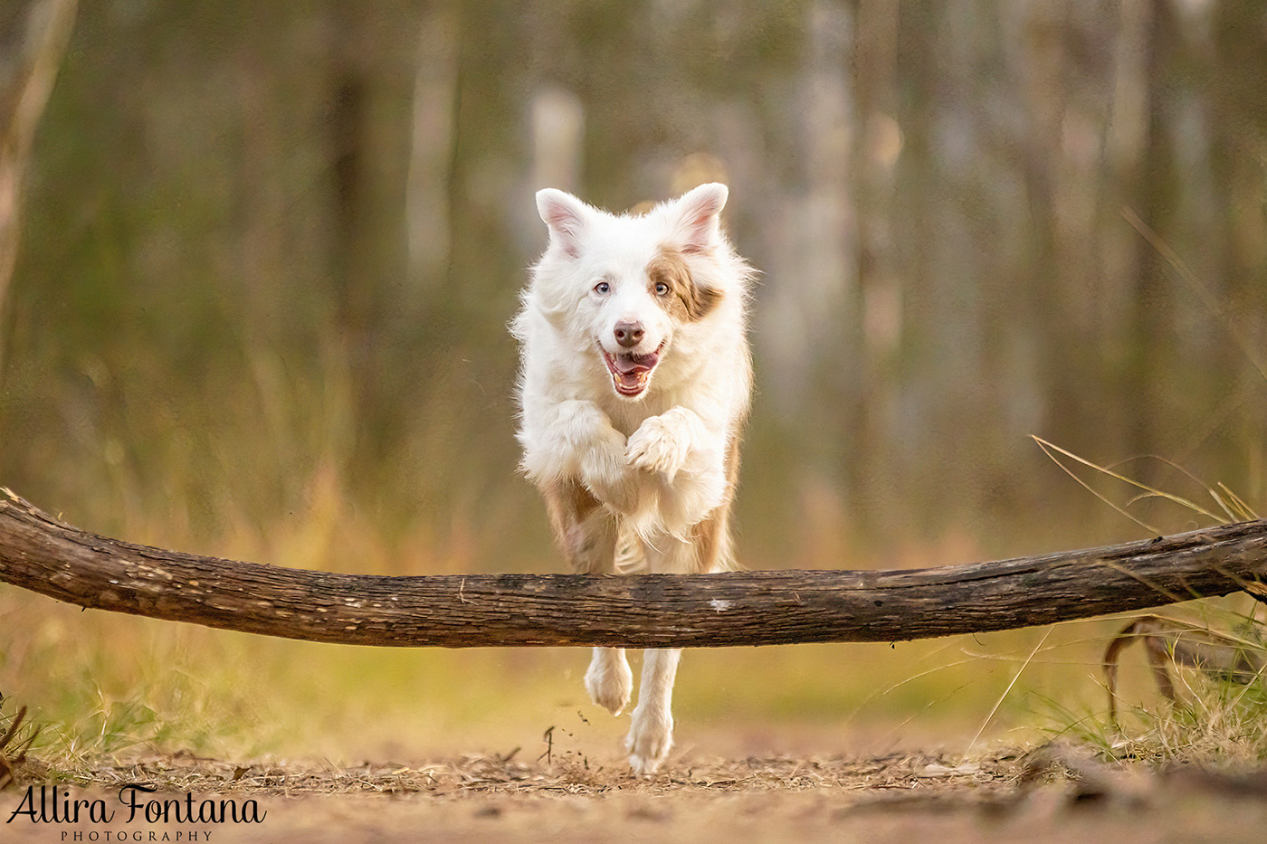 Maggie and Chase's photo session at Rouse Hill Regional Park 