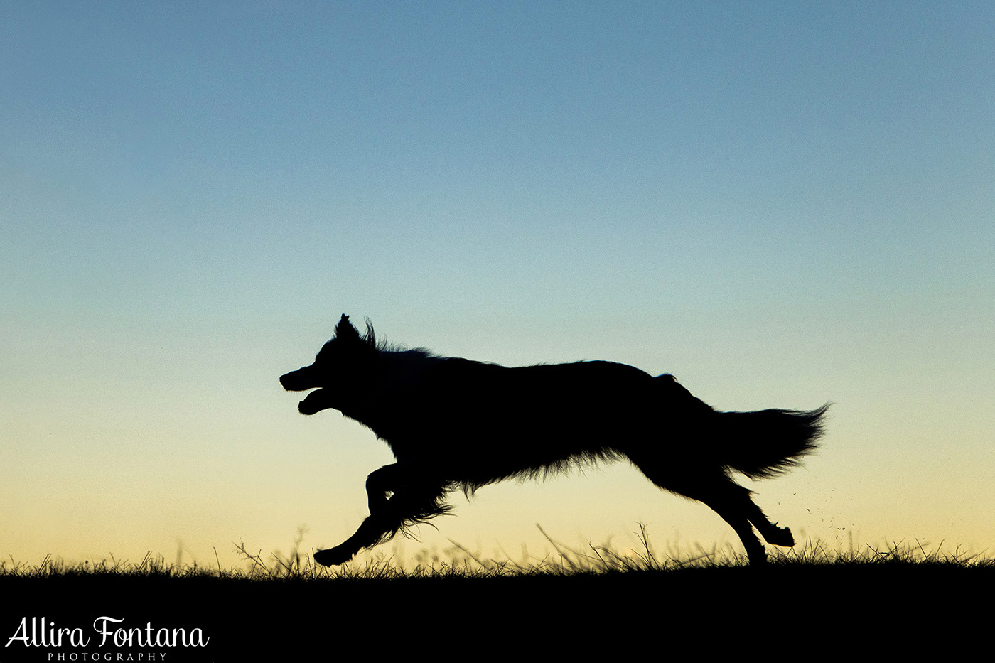 Maggie and Chase's photo session at Rouse Hill Regional Park 