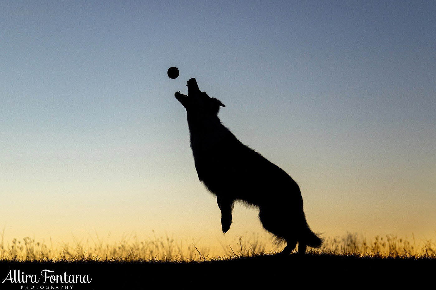 Maggie and Chase's photo session at Rouse Hill Regional Park 