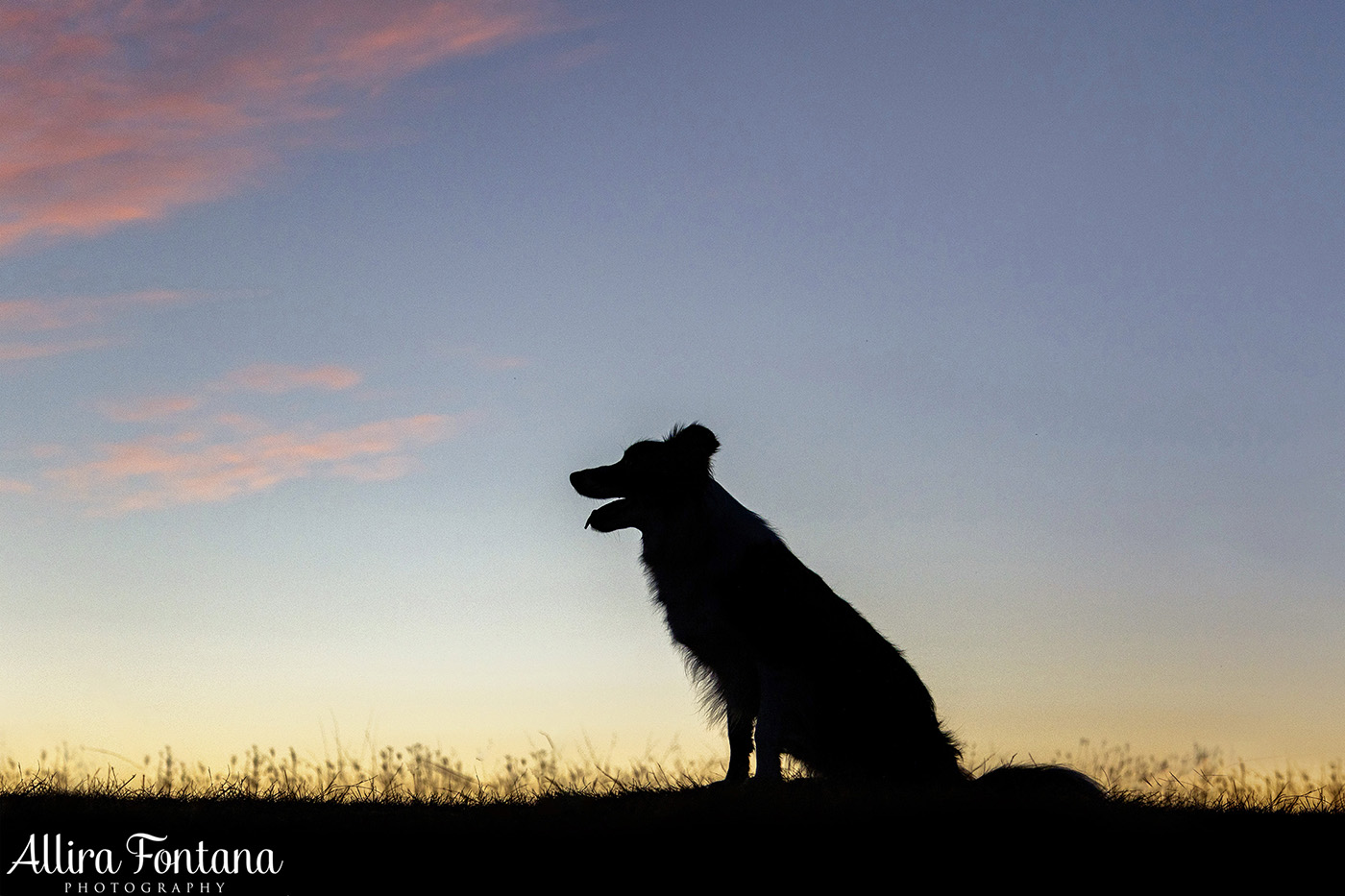 Maggie and Chase's photo session at Rouse Hill Regional Park 