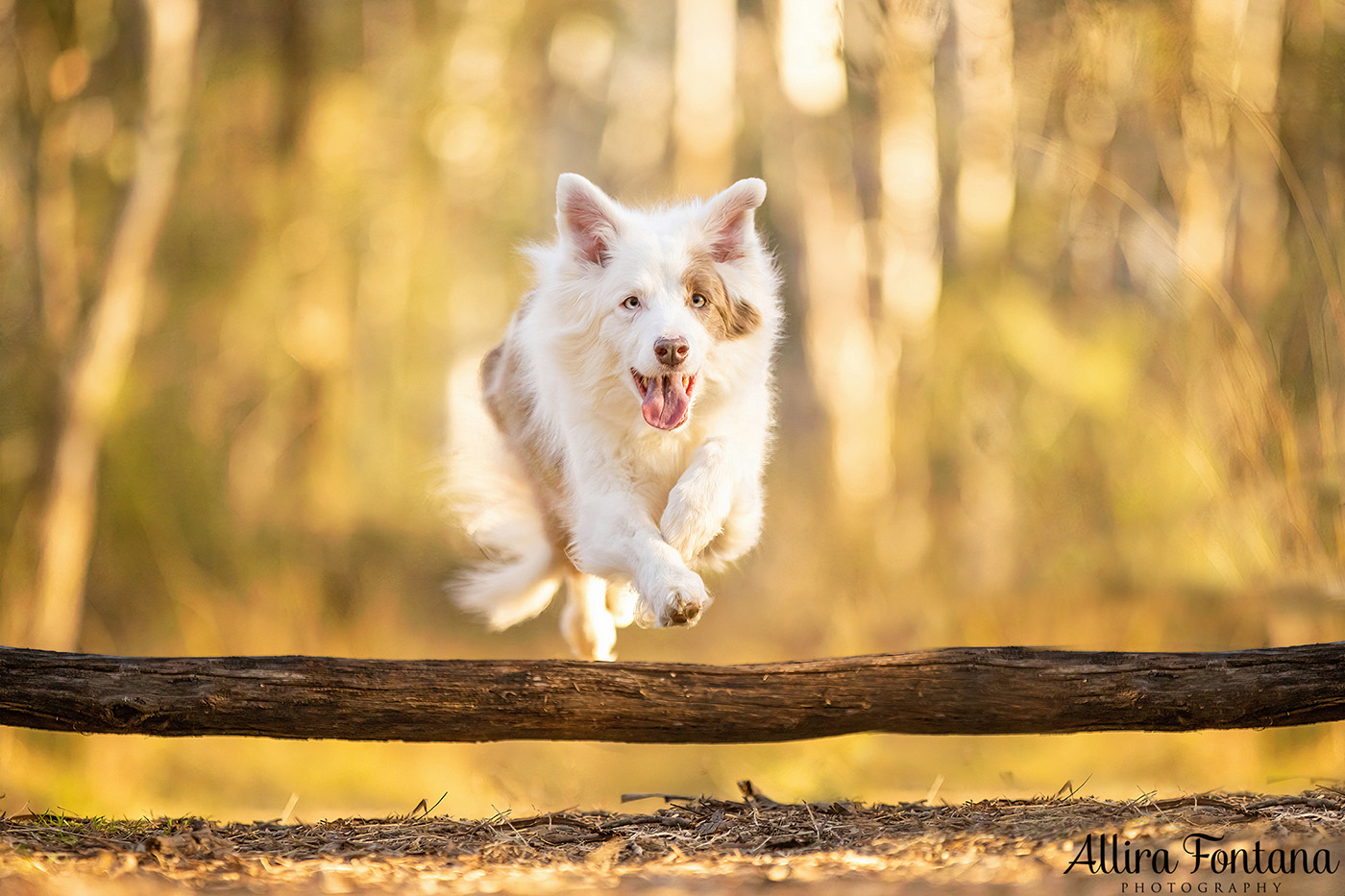 Maggie and Chase's photo session at Rouse Hill Regional Park 