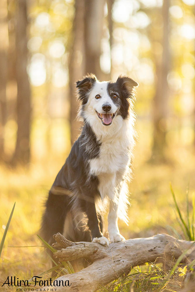 Maggie and Chase's photo session at Rouse Hill Regional Park 