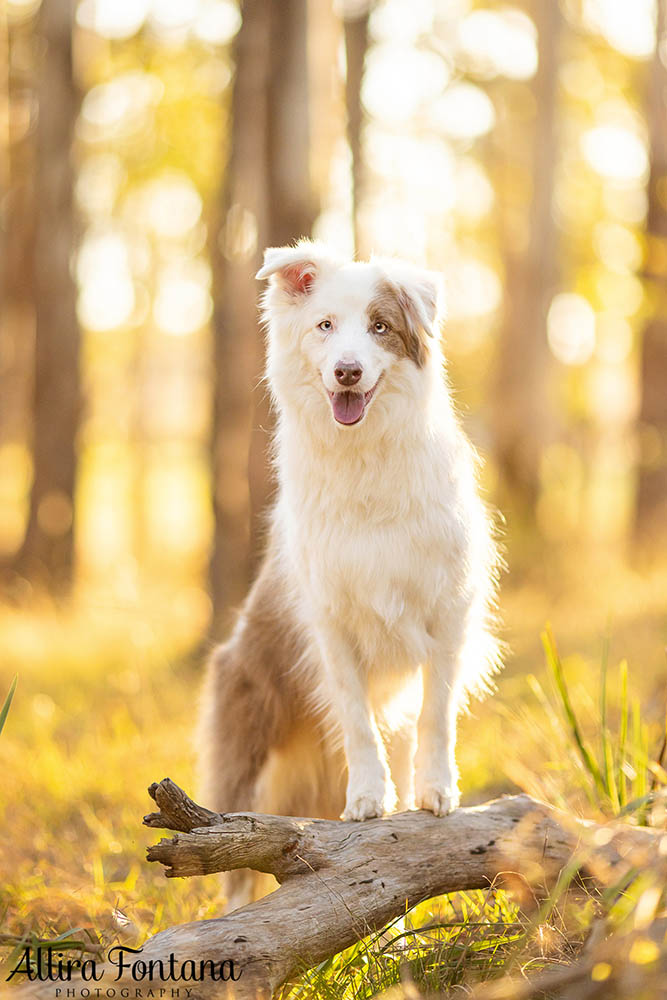 Maggie and Chase's photo session at Rouse Hill Regional Park 