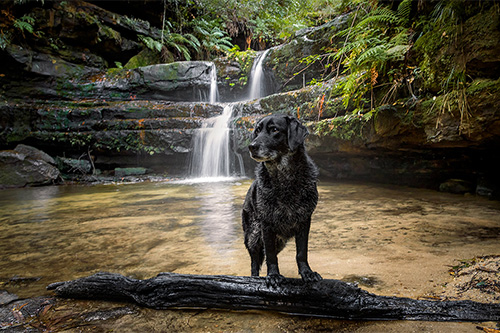 Shadow's session at Terrace Falls wins a Top 20 photo award!