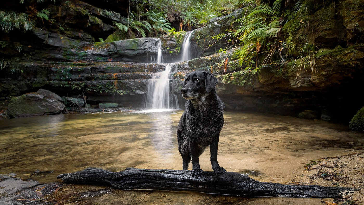 Shadow's session at Terrace Falls wins a Top 20 photo award!