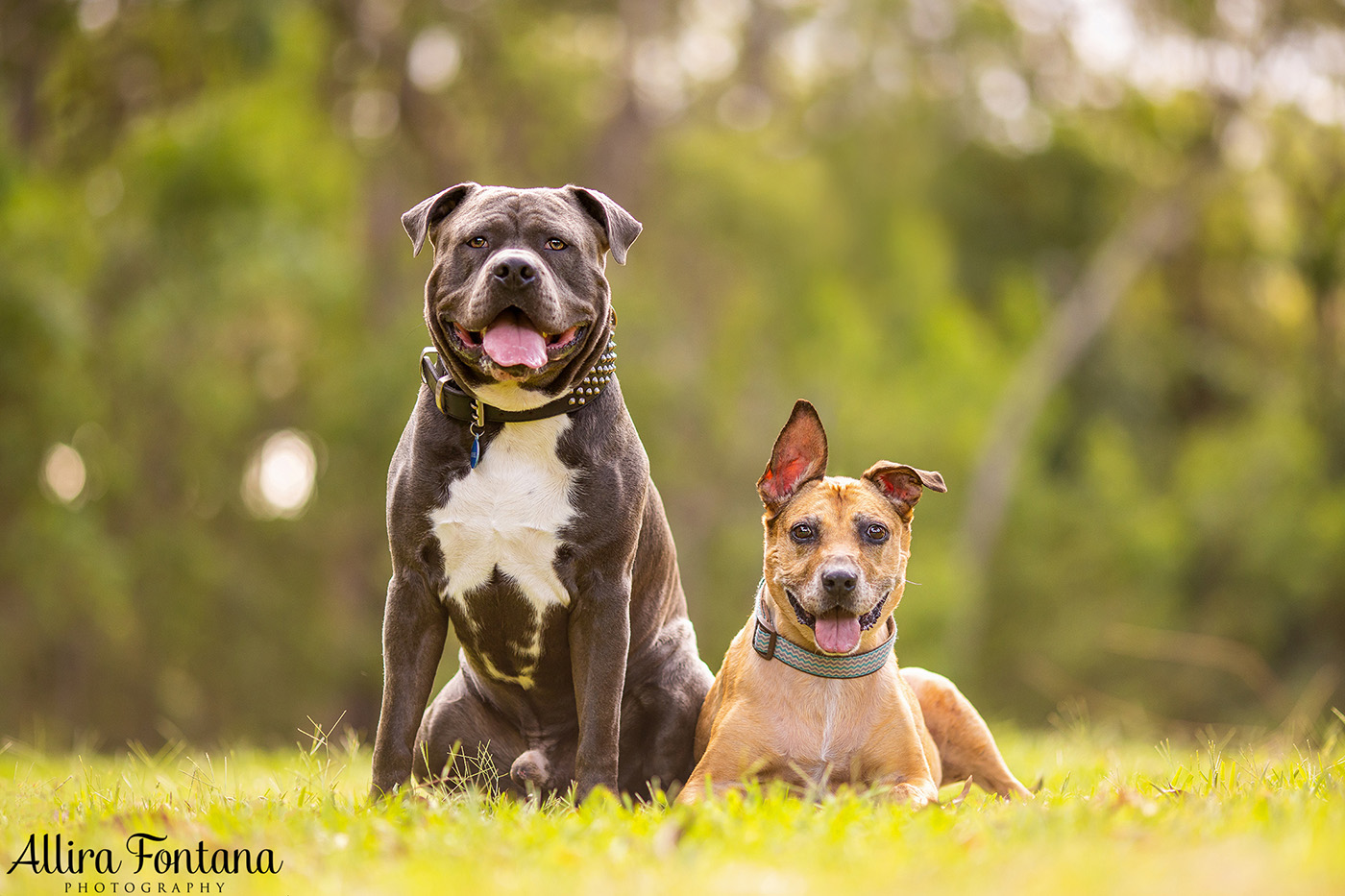 Diesel and Sacha's photo session at Castle Hill Heritage Park