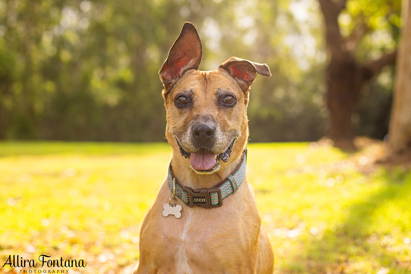 Diesel and Sacha's photo session at Castle Hill Heritage Park 