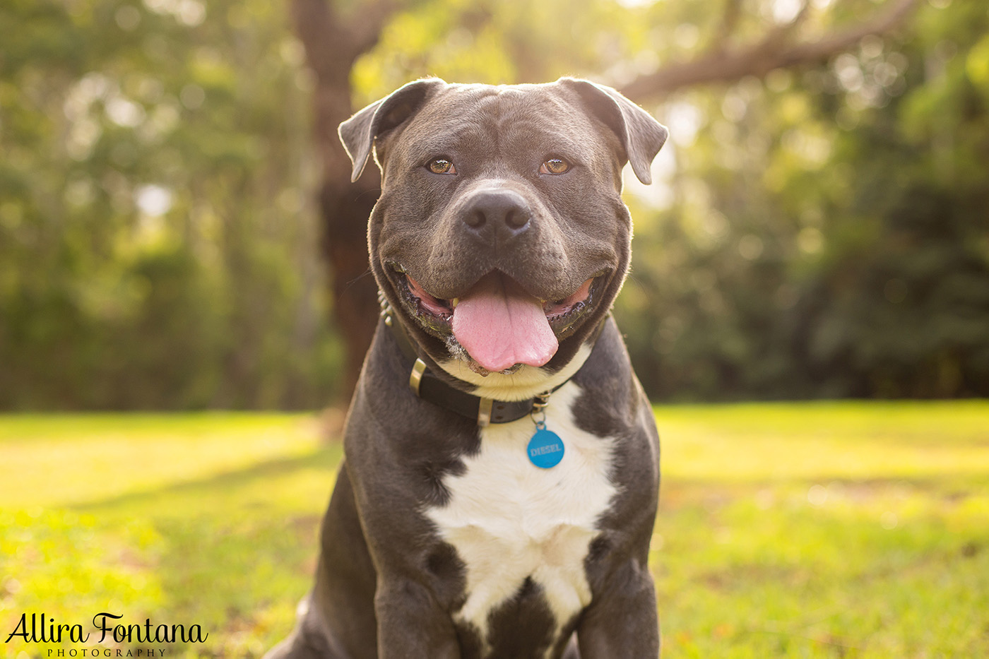 Diesel and Sacha's photo session at Castle Hill Heritage Park 