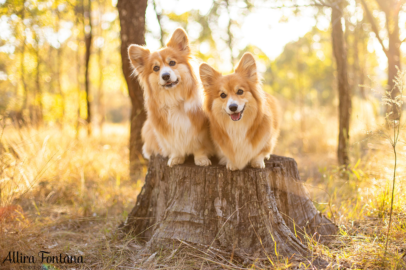 Lizzie and Zara's photo session at Lakes Edge Park