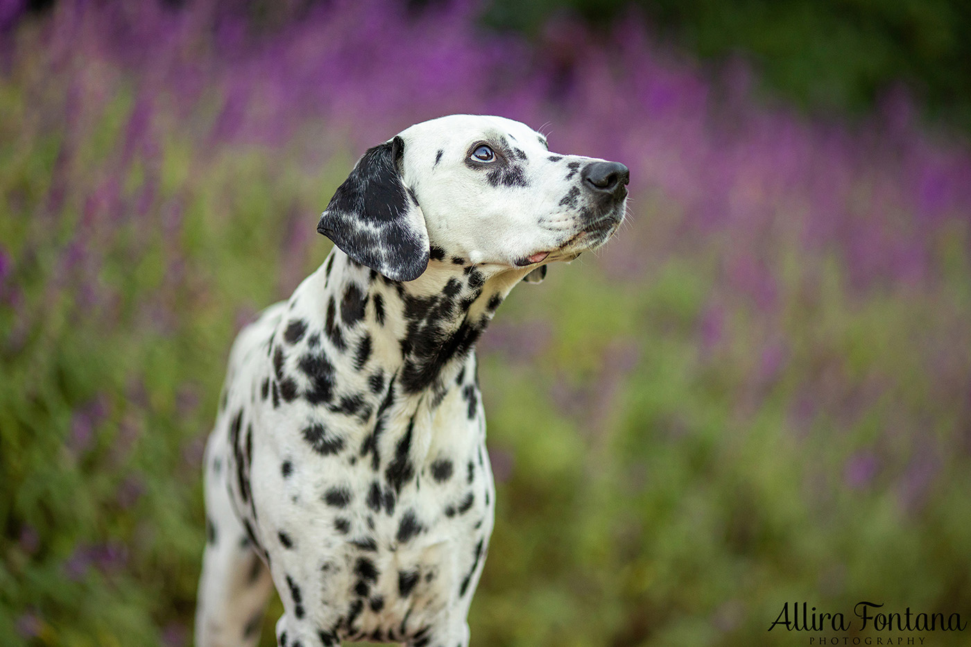 Spirit's photo session at Fagan Park in Galston 