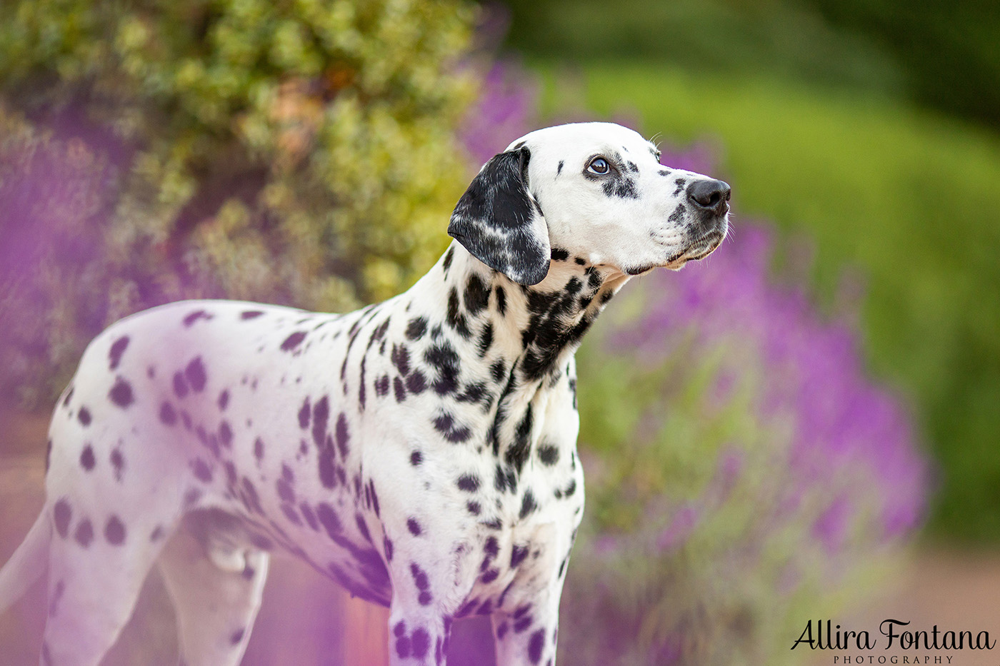 Spirit's photo session at Fagan Park in Galston 